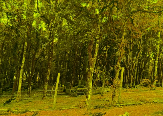 Terreno, no bairro Suzana em Canela